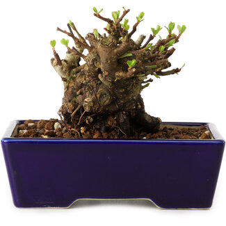 Chaenomeles speciosa, 12,5 cm, ± 20 ans