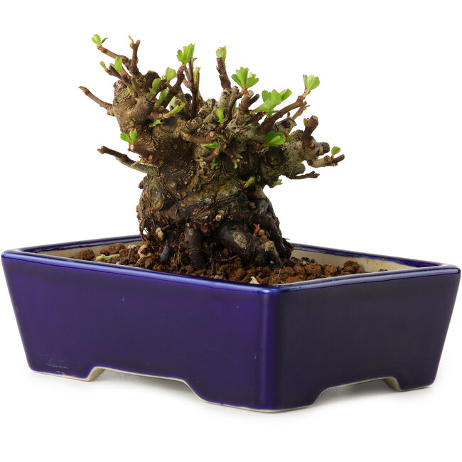 Chaenomeles speciosa, 12,5 cm, ± 20 anni, con un nebari di 7 cm