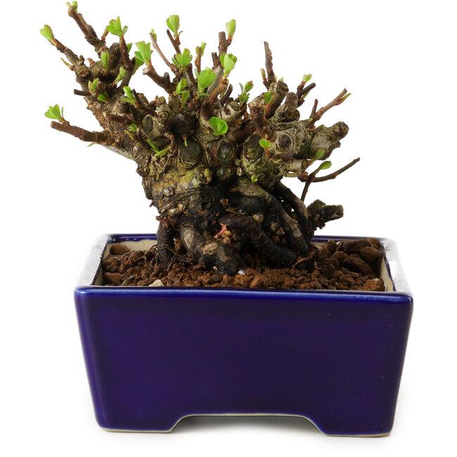 Chaenomeles speciosa, 12,5 cm, ± 20 years old, with a nebari of 7 cm