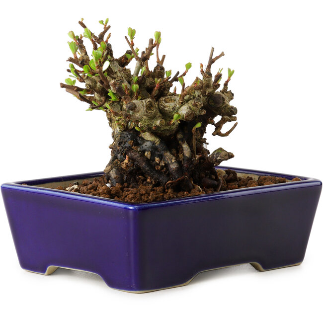 Chaenomeles speciosa, 12,5 cm, ± 20 años de edad, con un nebari de 7 cm