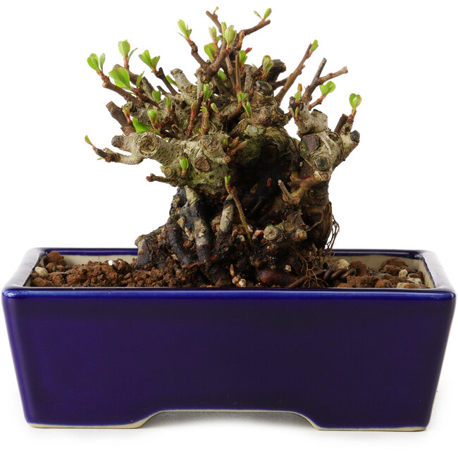 Chaenomeles speciosa, 12,5 cm, ± 20 jaar oud, met een nebari van 7 cm