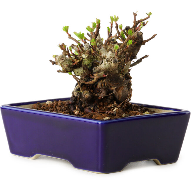 Chaenomeles speciosa, 12,5 cm, ± 20 Jahre alt, mit einem Nebari von 7 cm