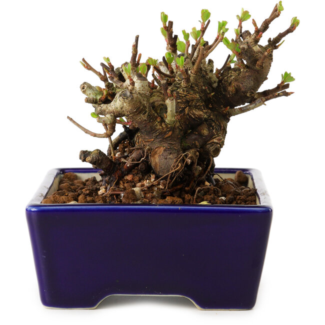 Chaenomeles speciosa, 12,5 cm, ± 20 años de edad, con un nebari de 7 cm