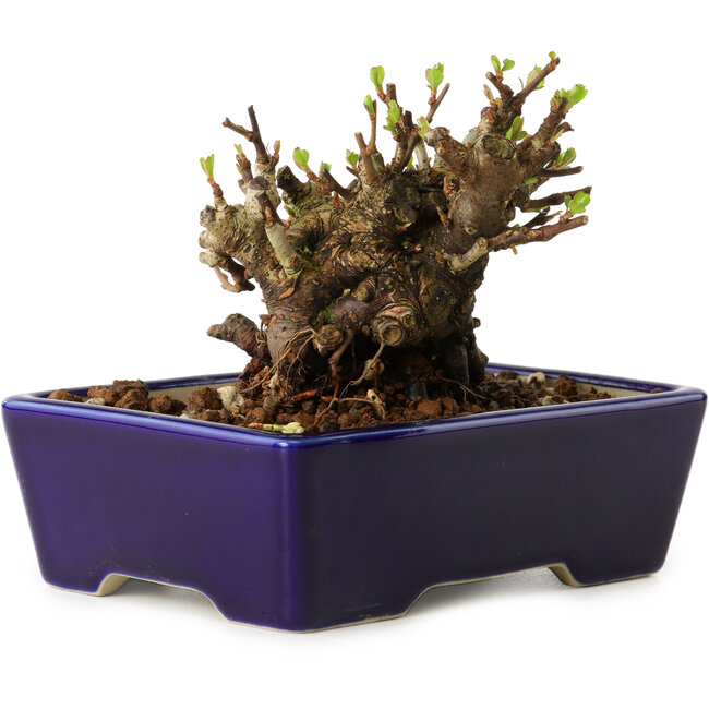 Chaenomeles speciosa, 12,5 cm, ± 20 años de edad, con un nebari de 7 cm