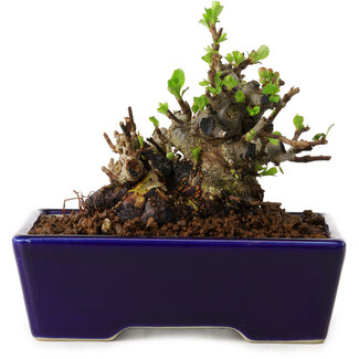 Chaenomeles speciosa, 12,5 cm, ± 20 ans