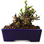 Chaenomeles speciosa, 12,5 cm, ± 20 ans, avec un nebari de 7 cm