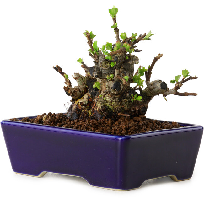 Chaenomeles speciosa, 12,5 cm, ± 20 Jahre alt, mit einem Nebari von 7 cm