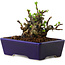 Chaenomeles speciosa, 12,5 cm, ± 20 ans, avec un nebari de 7 cm