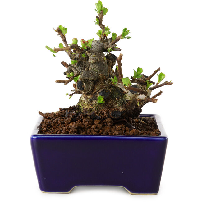 Chaenomeles speciosa, 12,5 cm, ± 20 ans, avec un nebari de 7 cm