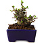 Chaenomeles speciosa, 12,5 cm, ± 20 ans, avec un nebari de 7 cm