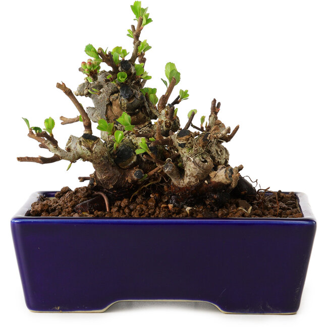 Chaenomeles speciosa, 12,5 cm, ± 20 Jahre alt, mit einem Nebari von 7 cm