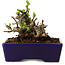 Chaenomeles speciosa, 12,5 cm, ± 20 ans, avec un nebari de 7 cm
