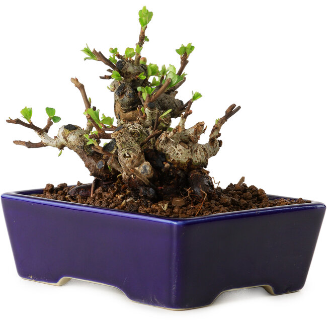 Chaenomeles speciosa, 12,5 cm, ± 20 años de edad, con un nebari de 7 cm