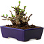 Chaenomeles speciosa, 12,5 cm, ± 20 ans, avec un nebari de 7 cm