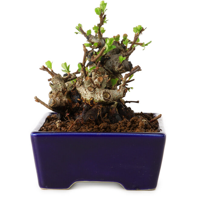 Chaenomeles speciosa, 12,5 cm, ± 20 years old, with a nebari of 7 cm