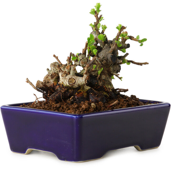 Chaenomeles speciosa, 12,5 cm, ± 20 Jahre alt, mit einem Nebari von 7 cm