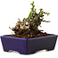 Chaenomeles speciosa, 12,5 cm, ± 20 ans, avec un nebari de 7 cm