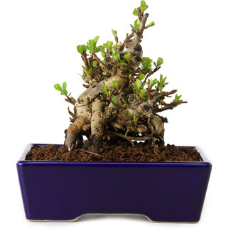 Chaenomeles speciosa, 12,5 cm, ± 20 jaar oud