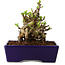Chaenomeles speciosa, 12,5 cm, ± 20 ans, avec un nebari de 7 cm