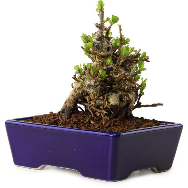 Chaenomeles speciosa, 12,5 cm, ± 20 ans, avec un nebari de 7 cm