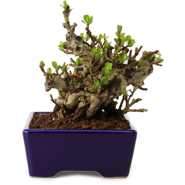 Chaenomeles speciosa, 12,5 cm, ± 20 years old, with a nebari of 7 cm