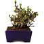 Chaenomeles speciosa, 12,5 cm, ± 20 ans, avec un nebari de 7 cm