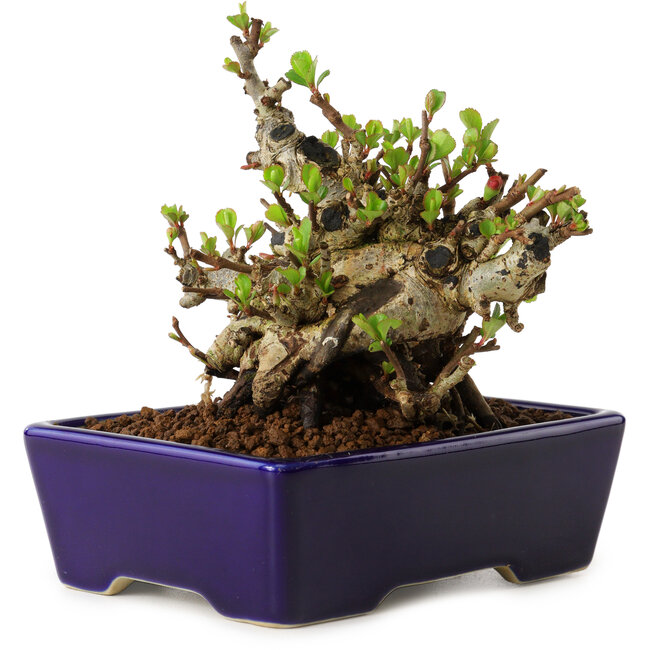 Chaenomeles speciosa, 12,5 cm, ± 20 years old, with a nebari of 7 cm