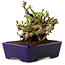 Chaenomeles speciosa, 12,5 cm, ± 20 ans, avec un nebari de 7 cm