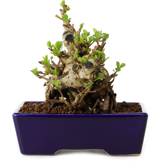 Chaenomeles speciosa, 12,5 cm, ± 20 años de edad, con un nebari de 7 cm