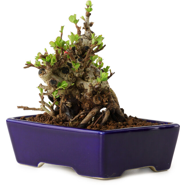 Chaenomeles speciosa, 12,5 cm, ± 20 years old, with a nebari of 7 cm