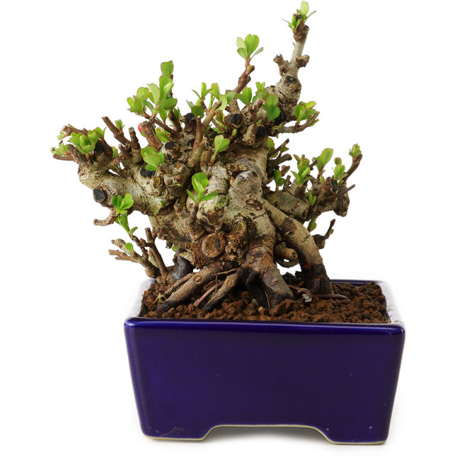 Chaenomeles speciosa, 12,5 cm, ± 20 ans, avec un nebari de 7 cm
