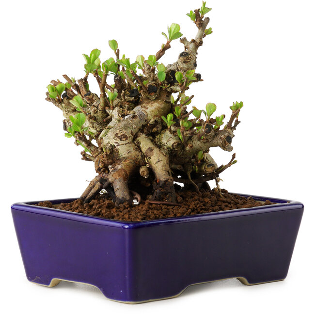 Chaenomeles speciosa, 12,5 cm, ± 20 years old, with a nebari of 7 cm