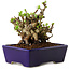 Chaenomeles speciosa, 12,5 cm, ± 20 ans, avec un nebari de 7 cm