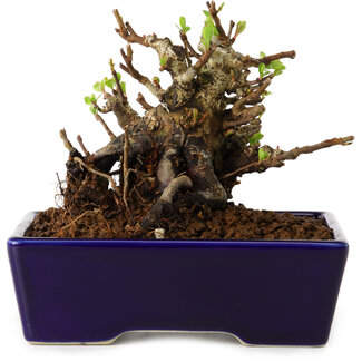 Chaenomeles speciosa, 12,5 cm, ± 20 ans