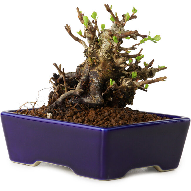 Chaenomeles speciosa, 12,5 cm, ± 20 Jahre alt, mit einem Nebari von 7 cm