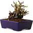 Chaenomeles speciosa, 12,5 cm, ± 20 ans, avec un nebari de 7 cm