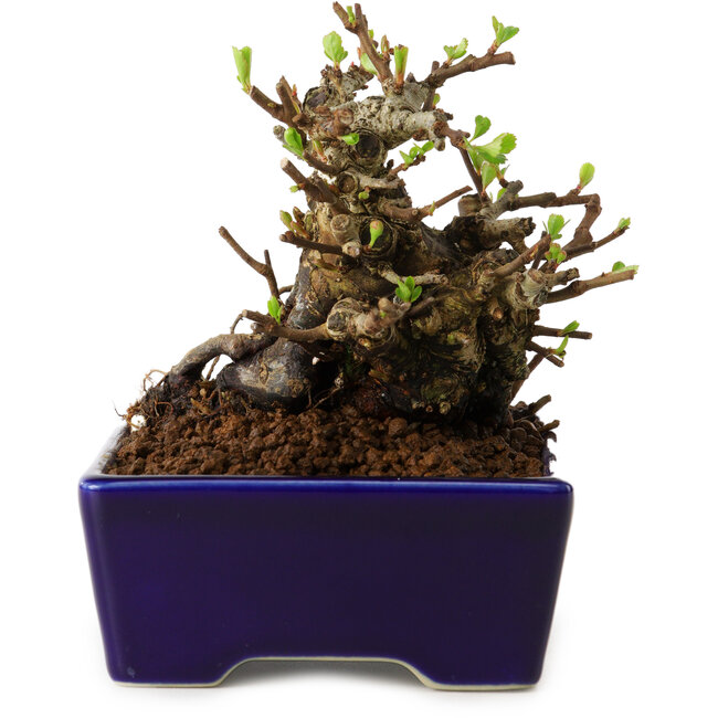 Chaenomeles speciosa, 12,5 cm, ± 20 Jahre alt, mit einem Nebari von 7 cm