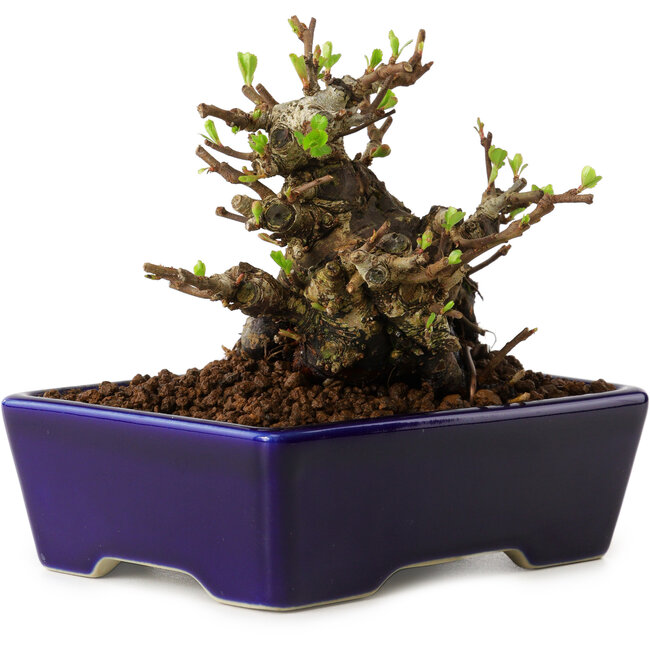 Chaenomeles speciosa, 12,5 cm, ± 20 ans, avec un nebari de 7 cm