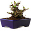 Chaenomeles speciosa, 12,5 cm, ± 20 ans, avec un nebari de 7 cm
