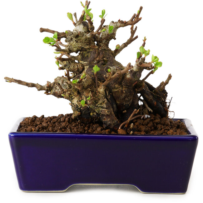 Chaenomeles speciosa, 12,5 cm, ± 20 ans, avec un nebari de 7 cm