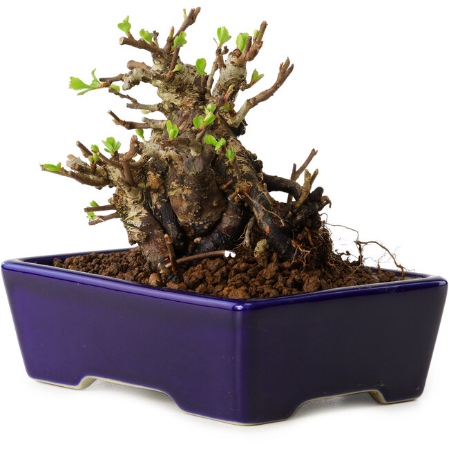 Chaenomeles speciosa, 12,5 cm, ± 20 años de edad, con un nebari de 7 cm