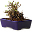 Chaenomeles speciosa, 12,5 cm, ± 20 ans, avec un nebari de 7 cm