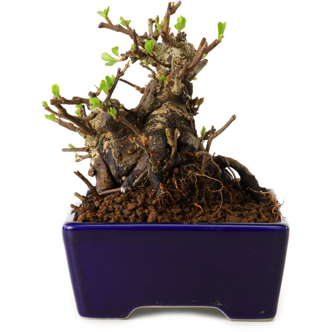 Chaenomeles speciosa, 12,5 cm, ± 20 ans, avec un nebari de 7 cm