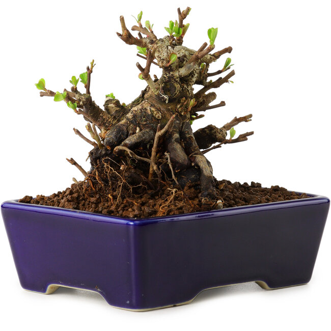 Chaenomeles speciosa, 12,5 cm, ± 20 años de edad, con un nebari de 7 cm