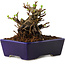 Chaenomeles speciosa, 12,5 cm, ± 20 ans, avec un nebari de 7 cm