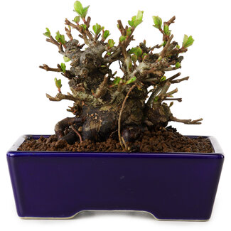 Chaenomeles speciosa, 12,5 cm, ± 20 años de edad