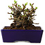 Chaenomeles speciosa, 12,5 cm, ± 20 ans, avec un nebari de 7 cm