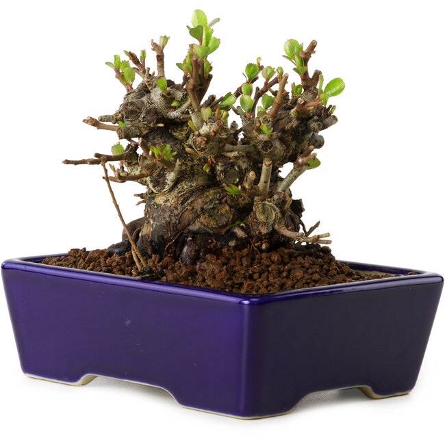 Chaenomeles speciosa, 12,5 cm, ± 20 Jahre alt, mit einem Nebari von 7 cm