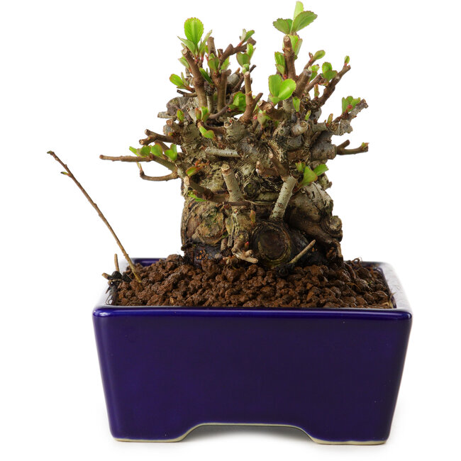 Chaenomeles speciosa, 12,5 cm, ± 20 ans, avec un nebari de 7 cm