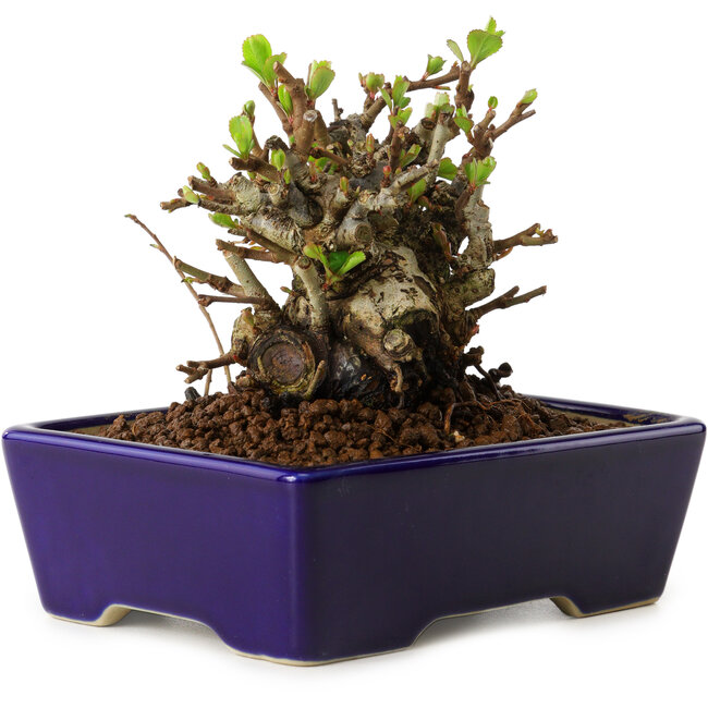 Chaenomeles speciosa, 12,5 cm, ± 20 Jahre alt, mit einem Nebari von 7 cm